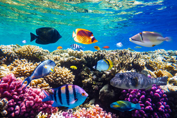 红海珊瑚礁上的不同热带鱼类