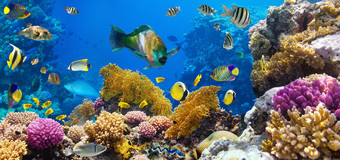珊瑚殖民地和珊瑚鱼图片