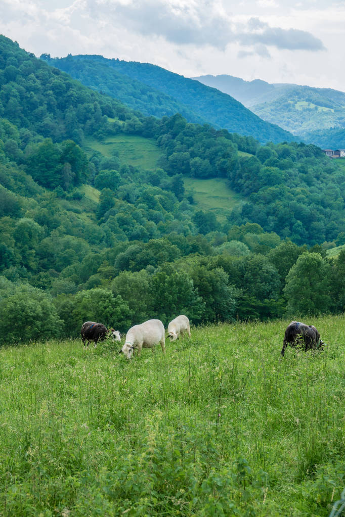 Ariege 地区的法国南部山地牧场的羊群群