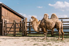 动物园里两只驼背骆驼站在阳光下的侧视图 