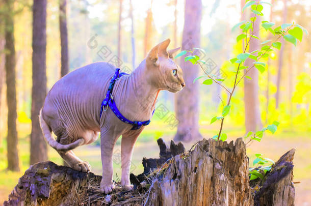 在阳光明媚的一天，一只长着绿眼睛的美丽的加拿大Sphynx猫正坐在松树林的树桩上。带着宠物散步，积极地消遣，探索世界。头戴安全帽、系在蓝色皮带上的秃头猫.