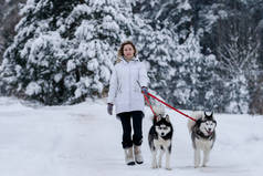 一个女孩骑着西伯利亚哈士奇拉的雪橇。厚脸皮的雪橇狗被用来做运动，在滑雪上滑行，作为圣诞节的一种乐趣.