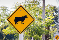 路牌上写着小心路上的奶牛