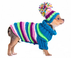 吉娃娃小狗打扮与手工制作多彩毛衣和帽子上孤立