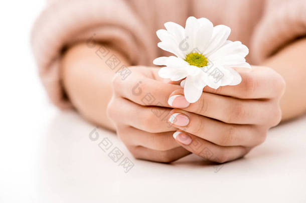 裁剪的妇女与自然指甲抱着雏菊, 在白色的孤立的看法
