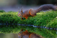 欧亚大陆红松鼠（Sciurus vulgaris）冬季在荷兰南部的森林里觅食. 