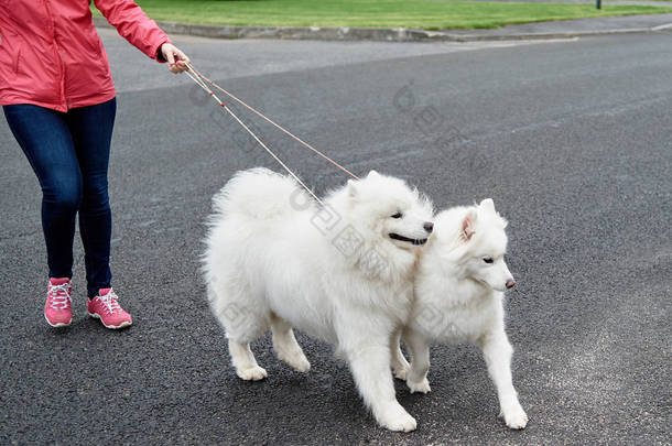 3.年轻女子和两只白狗在城里走来走去，请注意