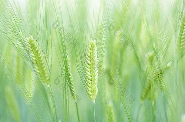 年轻的青小麦<strong>耳朵</strong>在田里的特写