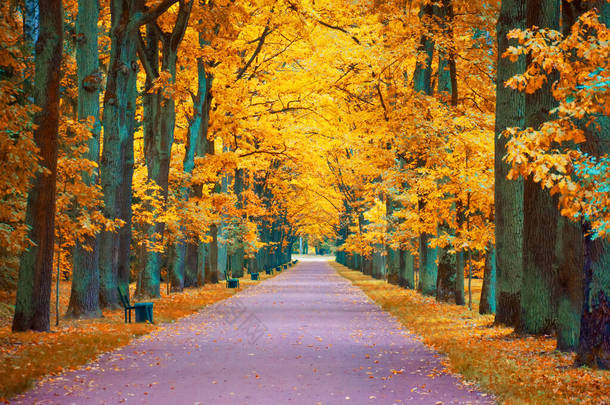 有人行道和长椅的橡木小巷的秋景.