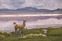 美洲驼在 Colorada 泻湖, 高原, 玻利维亚