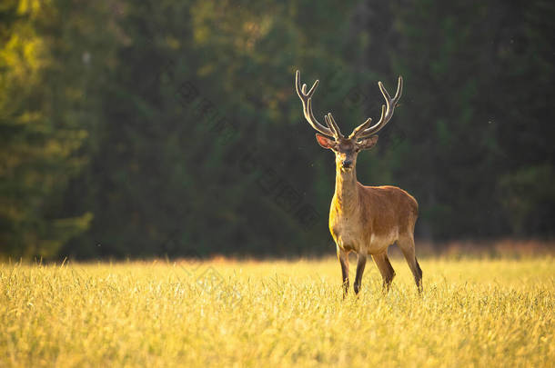 警惕红鹿，<strong>鹿角</strong>与<strong>鹿角</strong>在天鹅绒期待拍摄在草地上的日落