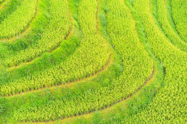 绿色水稻梯田
