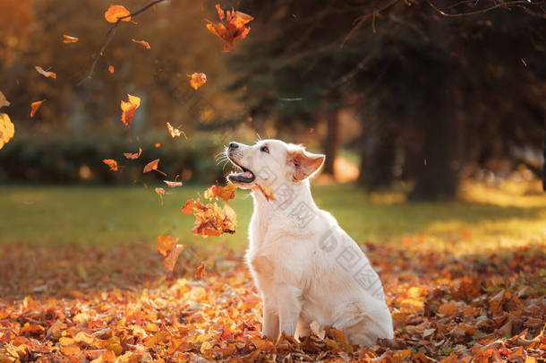 秋天的金银花在树叶里。秋天的时候，狗对大自然的依赖。带着宠物在户外散步