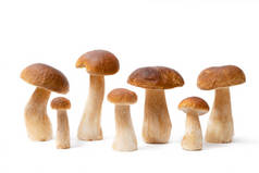 在白色背景上孤立的一组棕色帽子Boletus Edulis 。厨房里有可食用的蘑菇.没人