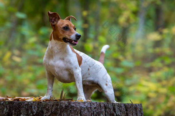 一个年轻貌美的杰克罗素特里埃品种狗的肖像