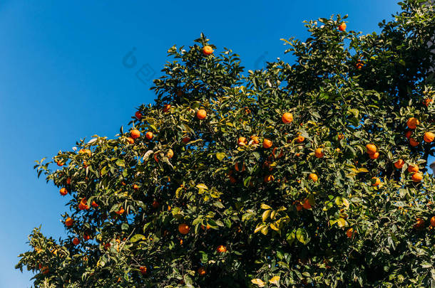 绿色的橙色树在晴朗的蓝天背景, 巴塞罗那, 西班牙