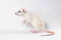 一只白色的装饰老鼠站在白色的背景上