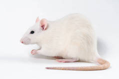 一只白色的装饰老鼠站在白色的背景上