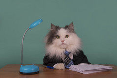 猫在一套西装，坐在办公室经理