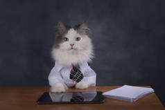 猫经理错过办公室