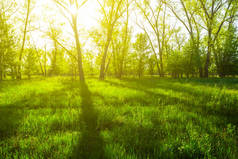 阳光照耀下的绿色森林林间空地