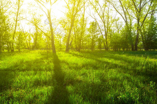 阳光<strong>照耀</strong>下的绿色森林林间空地