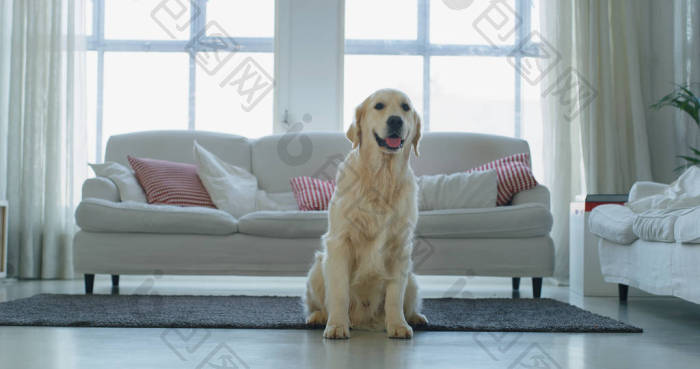 纯种金毛猎犬在客厅的肖像爱动物狗血统宠物-包图企业站