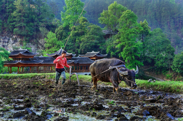 中国<strong>农民</strong>，种植者犁过的田野，使用武力水牛.