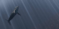 在海洋深处挂着一面有鲸鱼的横幅，阳光从海面上落下。版权空间。3D渲染