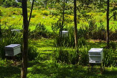 蜂蜜蜜蜂农场框