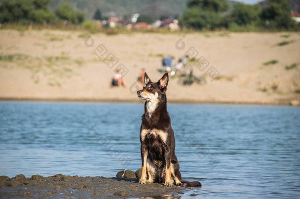 棕色的海狗正坐在岛上的水里。 在布拉格举行的令人惊奇的秋季摄影工作坊上的狗.