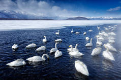 日本的雪湖有冰。天鹅，天鹅，鸟类在自然栖息地，库沙罗湖，冬季场景与冰雪在水中，雾山的背景，北海道，日本.