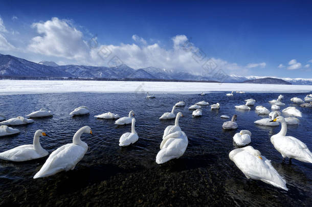 日本的雪湖有冰。天鹅，天鹅，鸟<strong>类</strong>在自然栖息地，库沙罗湖，冬季<strong>场景</strong>与冰雪在水中，雾山的背景，北海道，日本.