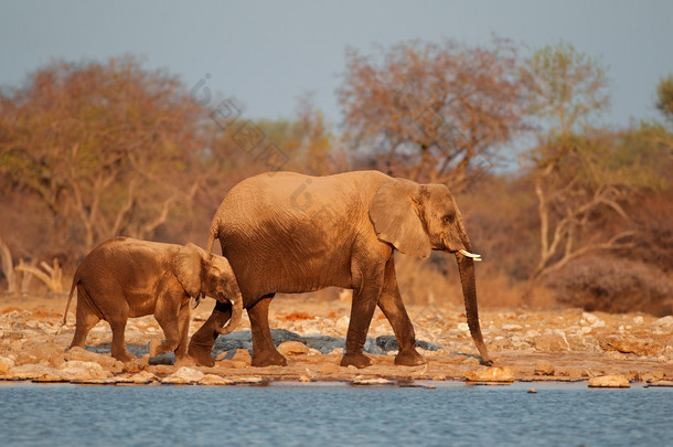 非洲大象覆盖着沙尘