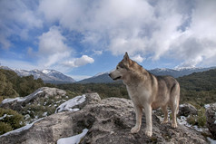 狗的品种, 阿拉斯加阿拉斯加灰狼