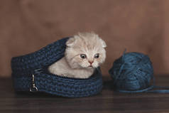 美丽的英国小猫从袋子里偷看