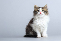 仰望灰色演播室背景的蓬松小猫的肖像