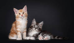 两只可爱的缅因州小猫咪的二重唱，躺在/坐在彼此旁边。直勾勾地望着镜头,可爱的头倾斜着.被隔离在黑色背景下.
