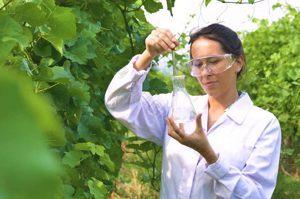 科学家医生妇女在白色外套站立在绿色葡萄园, 拿着<strong>移液器</strong>与叶子湿气