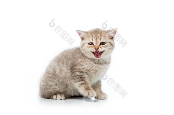 可爱毛茸茸的小猫<strong>喵喵</strong>叫, 看着在白色的相机隔离 