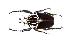 甲虫 (goliathus goliathus) 被隔绝反对白色背