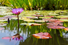 紫色水百合花在荷花池
