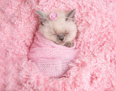 新生的英国小猫睡在粉红色的皮毛