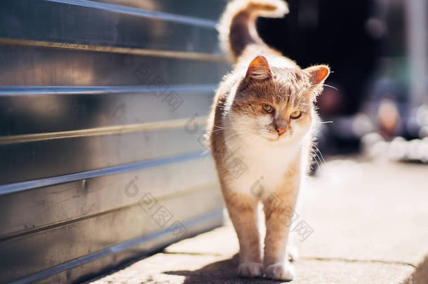 带着生病的眼睛走着不开心的生姜无家可归的猫的照片.