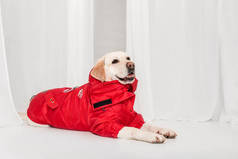 穿着时髦衣服的狗。穿好衣服的狗狗的衣服宠物用品。拉布拉多猎犬