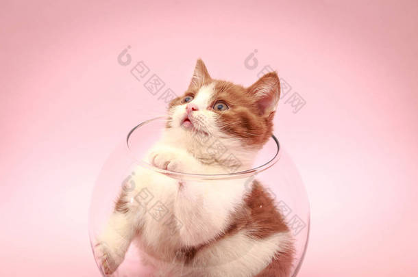 在粉红色的背景上的好玩的小猫。猫的特写镜头肖像。用于广告形象。浪漫的小猫.