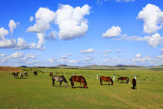 马在草原上吃草