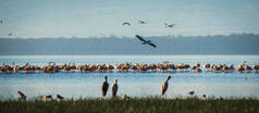 库湖水中的鸟儿在 Kenia 中的倒影