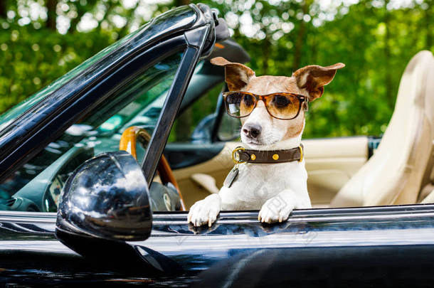 杰克罗素狗在汽车接近方向盘, 准备驾驶快速和保存, 与安全带紧固