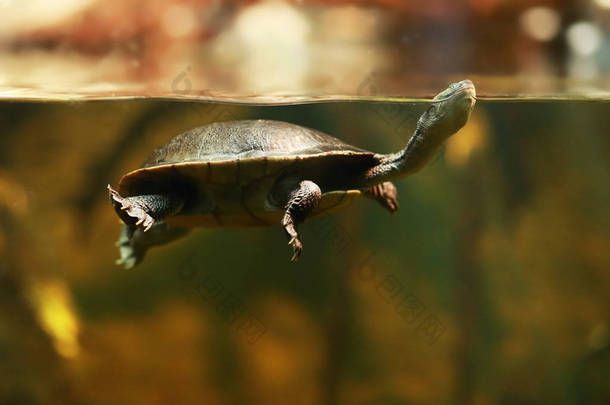 可爱的罗蒂岛蛇颈龟或切洛迪娜麦考迪被称为麦科德斯蛇颈龟在水中游泳的特写视图 